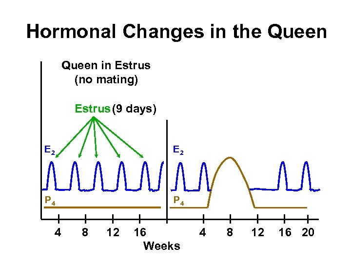 Hormonal Changes in the Queen in Estrus (no mating) Estrus (9 days) E 2