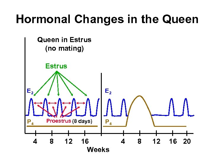 Hormonal Changes in the Queen in Estrus (no mating) Estrus E 2 P 4