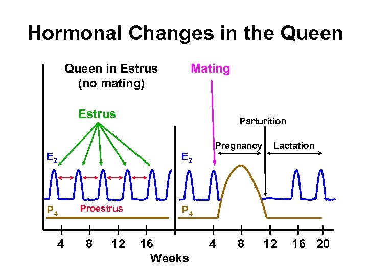 Hormonal Changes in the Queen in Estrus (no mating) Mating Estrus E 2 P