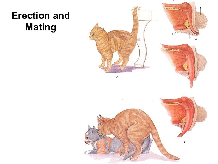 Erection and Mating 