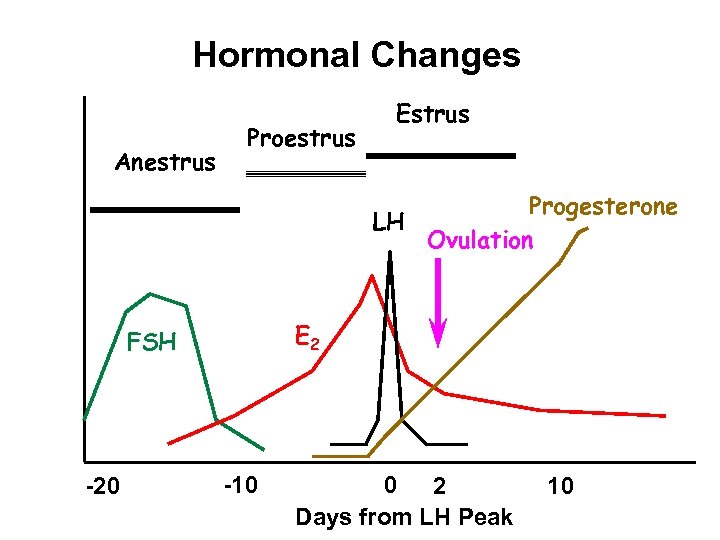 Hormonal Changes Anestrus Proestrus Estrus Progesterone LH Ovulation E 2 FSH -20 -10 0