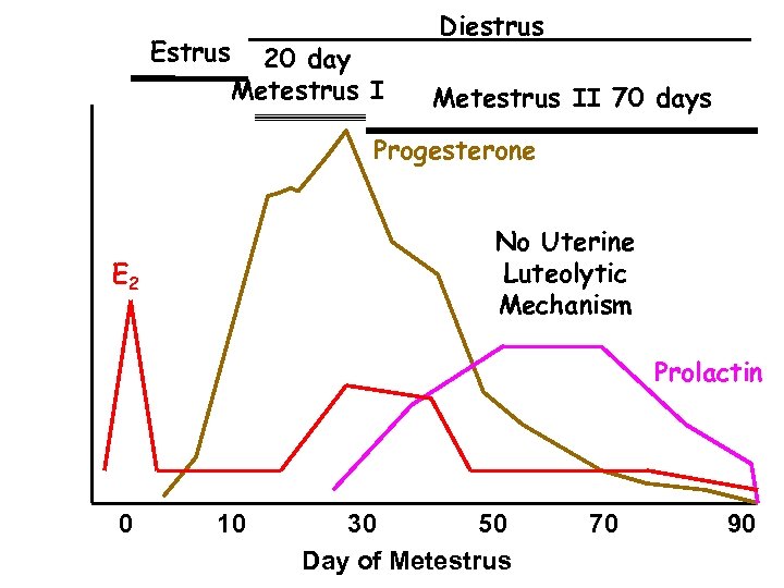 Estrus 20 day Metestrus I Diestrus Metestrus II 70 days Progesterone No Uterine Luteolytic