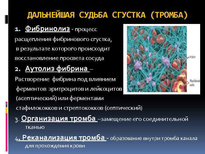 ДАЛЬНЕЙШАЯ СУДЬБА СГУСТКА (ТРОМБА) 1. Фибринолиз - процесс расщепления фибринового сгустка, в результате которого