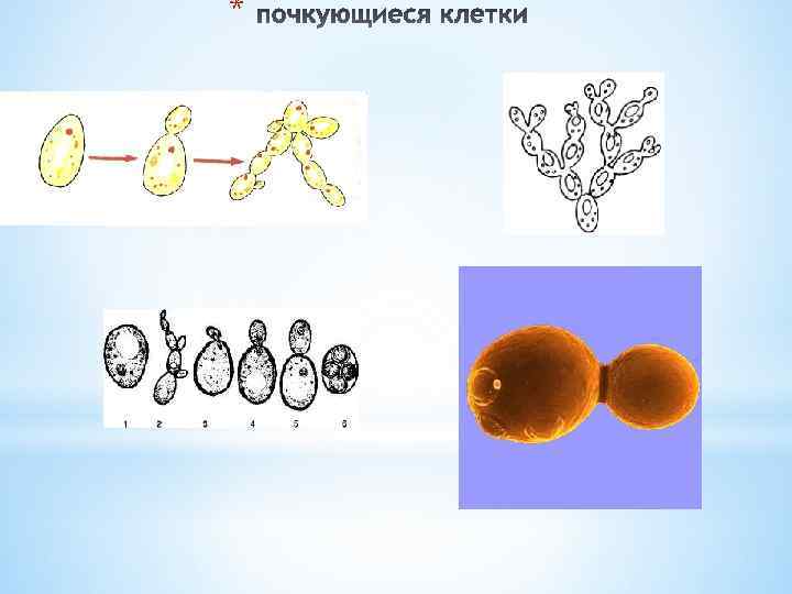 Дрожжевые грибы размножаются. Почкующаяся клетка дрожжевых грибов. Почкующиеся дрожжеподобные клетки. Вегетативное размножение грибов.