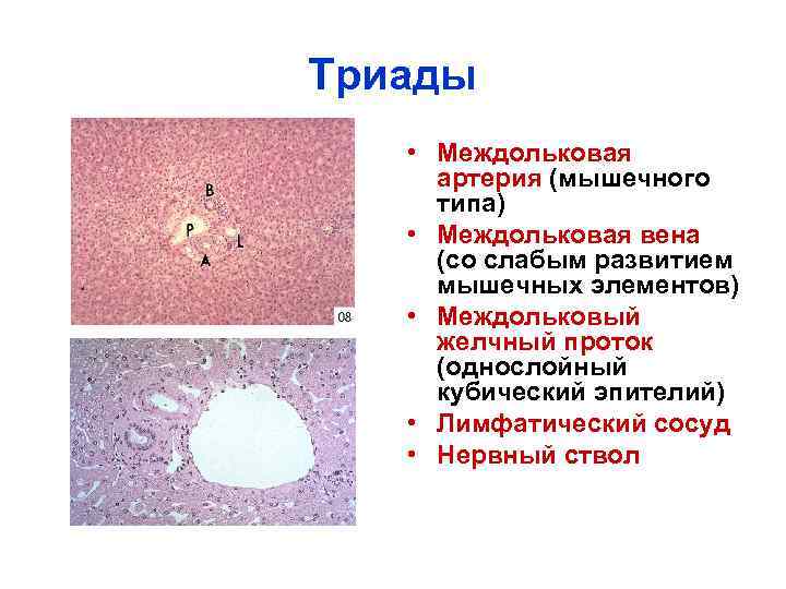 Триады • Междольковая артерия (мышечного типа) • Междольковая вена (со слабым развитием мышечных элементов)