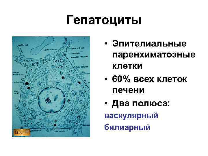 Гепатоциты • Эпителиальные паренхиматозные клетки • 60% всех клеток печени • Два полюса: васкулярный