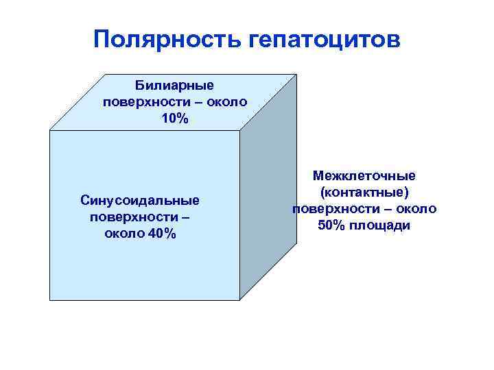 Полярность гепатоцитов Билиарные поверхности – около 10% Синусоидальные поверхности – около 40% Межклеточные (контактные)