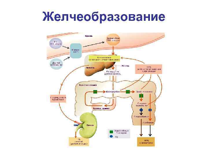 Желчеобразование 