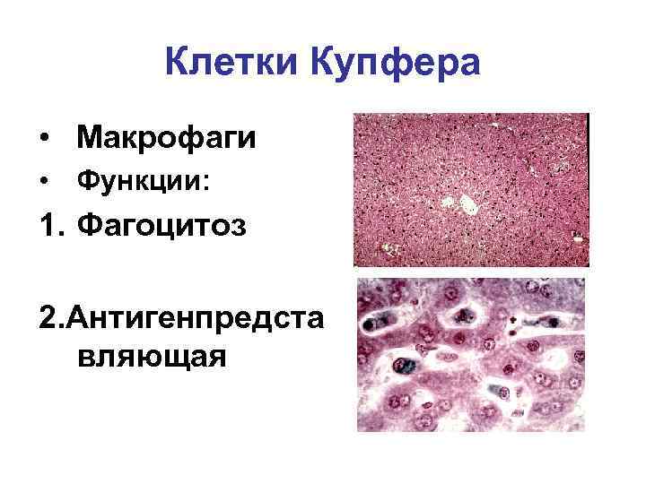 Клетки Купфера • Макрофаги • Функции: 1. Фагоцитоз 2. Антигенпредста вляющая 