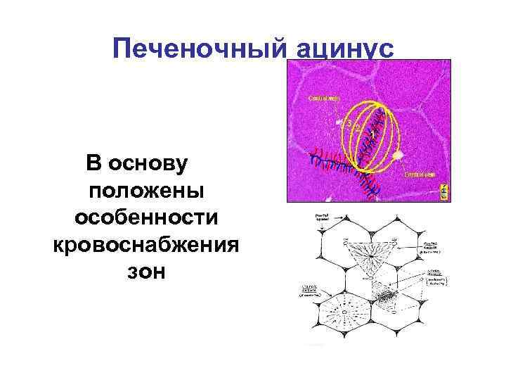 Печеночный ацинус В основу положены особенности кровоснабжения зон 