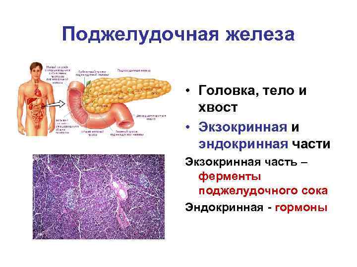 Пищеварительные железы ткани. Функции экзокринной и эндокринной частей поджелудочной железы. Ферменты экзокринной части поджелудочной железы. Экзокринная часть поджелудочной железы. Экзокринная часть поджелудочной железы функции.