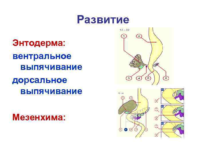 Вентральный и дорсальный