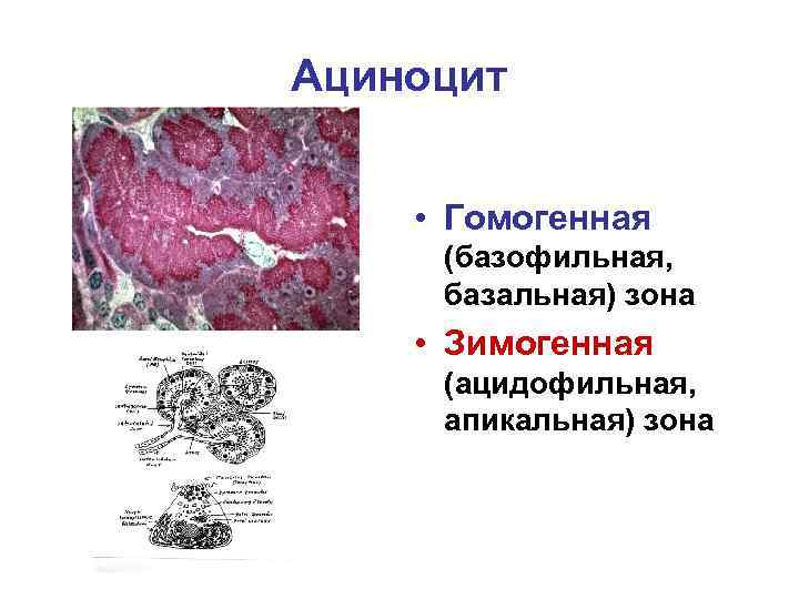 Ациноцит • Гомогенная (базофильная, базальная) зона • Зимогенная (ацидофильная, апикальная) зона 