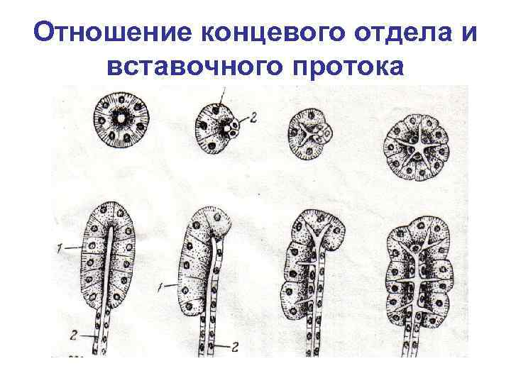 Отношение концевого отдела и вставочного протока 