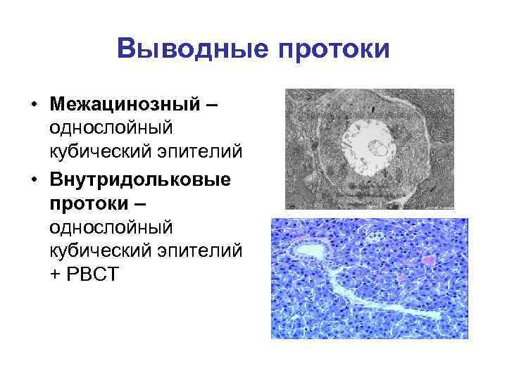 Выводные протоки • Межацинозный – однослойный кубический эпителий • Внутридольковые протоки – однослойный кубический