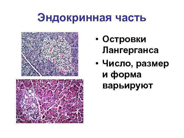 Эндокринная часть • Островки Лангерганса • Число, размер и форма варьируют 