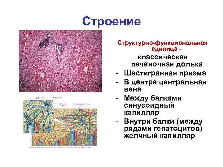 Строение Структурно-функциональная единица – - классическая печеночная долька Шестигранная призма В центре центральная вена