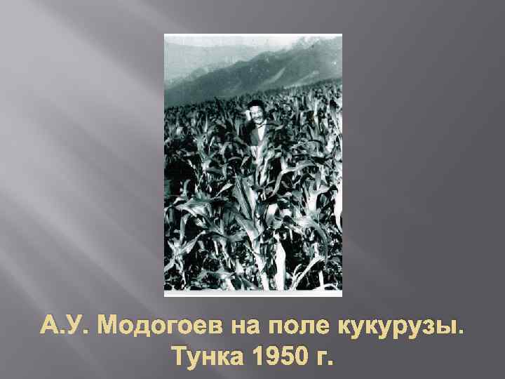 А. У. Модогоев на поле кукурузы. Тунка 1950 г. 