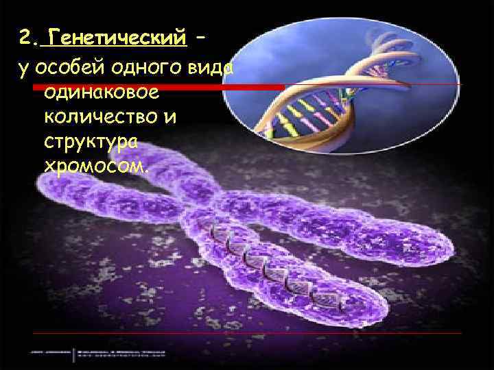 2. Генетический – у особей одного вида одинаковое количество и структура хромосом. 