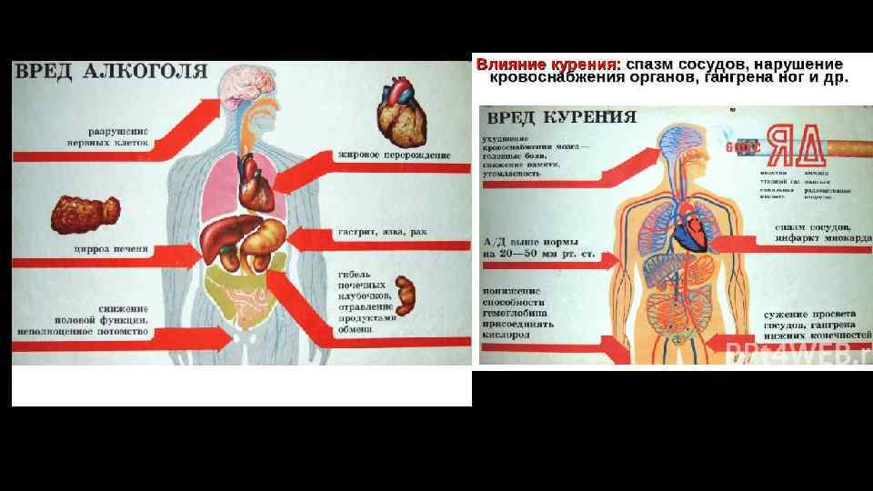 Орган вреда. Влияние алкоголя и курения. Вред курения и алкоголя на организм человека. Влияние курения и алкоголя на органы пищеварения. Влияние алкоголя и курения на человека.