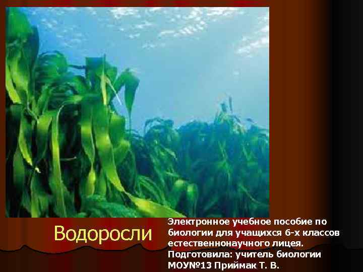 Водоросли энергия