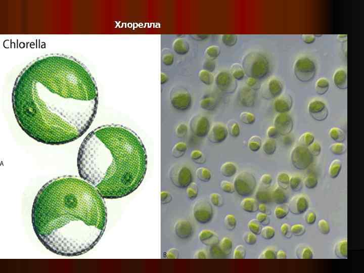 Хлорелла 