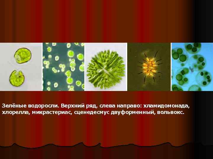 Зелёные водоросли. Верхний ряд, слева направо: хламидомонада, хлорелла, микрастериас, сценедесмус двуформенный, вольвокс. 