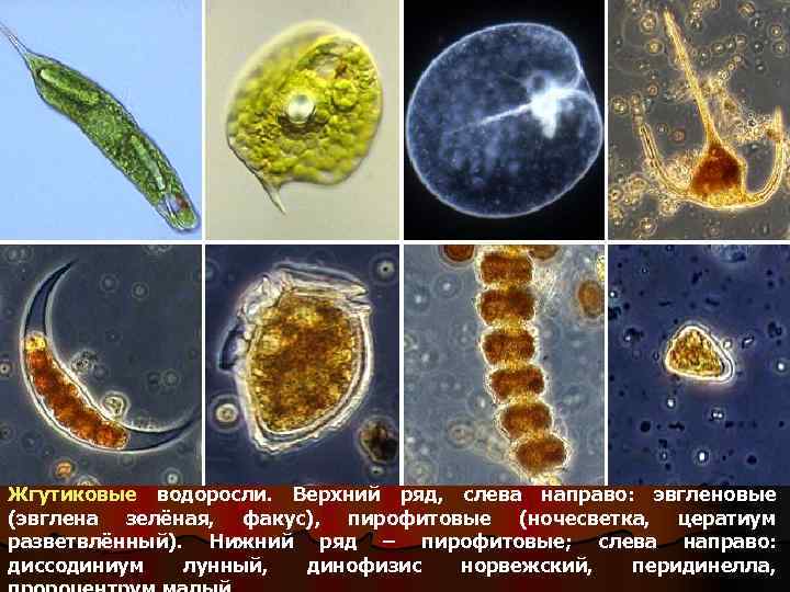 Жгутиковые водоросли. Верхний ряд, слева направо: эвгленовые (эвглена зелёная, факус), пирофитовые (ночесветка, цератиум разветвлённый).