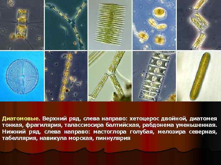 Диатомовые. Верхний ряд, слева направо: хетоцерос двойной, диатомея тонкая, фрагилярия, талассиосира балтийская, рабдонема уменьшенная.