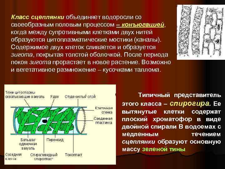 Класс сцеплянки объединяет водоросли со своеобразным половым процессом – конъюгацией, когда между супротивными клетками