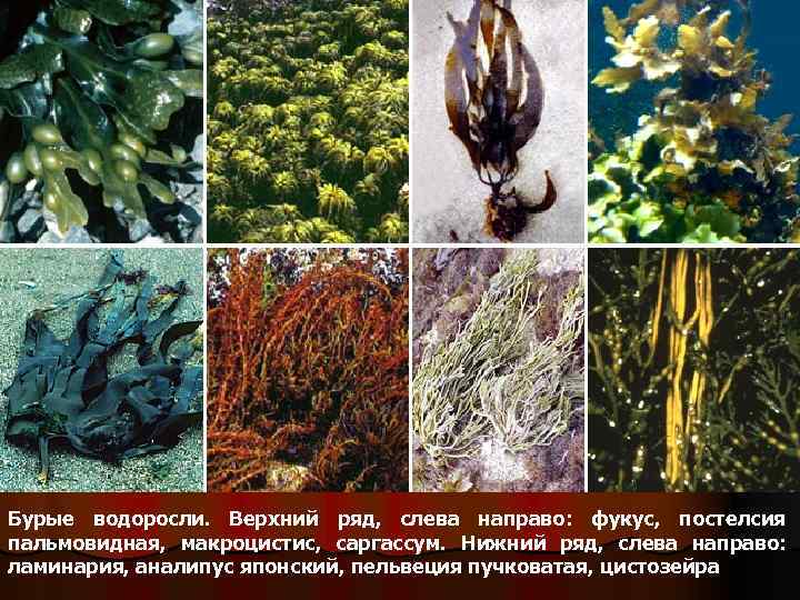 Бурые водоросли. Верхний ряд, слева направо: фукус, постелсия пальмовидная, макроцистис, саргассум. Нижний ряд, слева