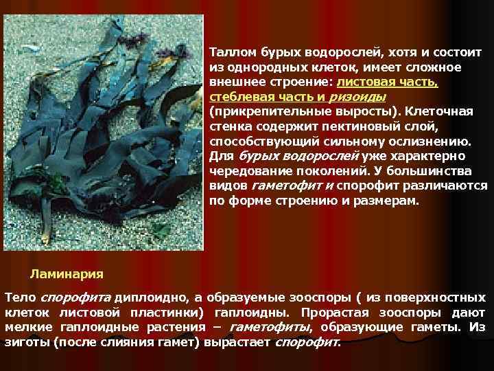 Таллом бурых водорослей, хотя и состоит из однородных клеток, имеет сложное внешнее строение: листовая