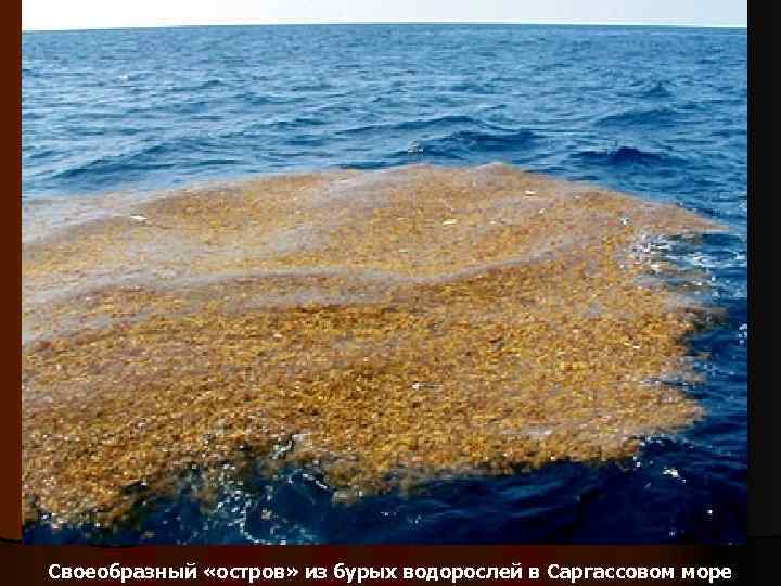 Своеобразный «остров» из бурых водорослей в Саргассовом море 