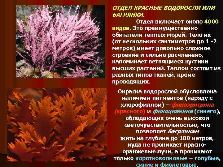 Красной водорослью является. Отдел красные водоросли багрянки. Отдел красные водоросли багрянки представители. Подцарство багрянки. Красные водоросли багрянки строение.