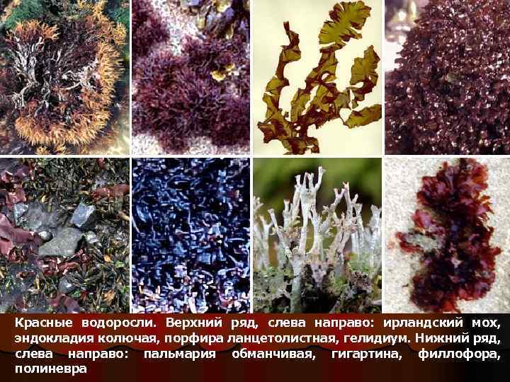 Красные водоросли. Верхний ряд, слева направо: ирландский мох, эндокладия колючая, порфира ланцетолистная, гелидиум. Нижний