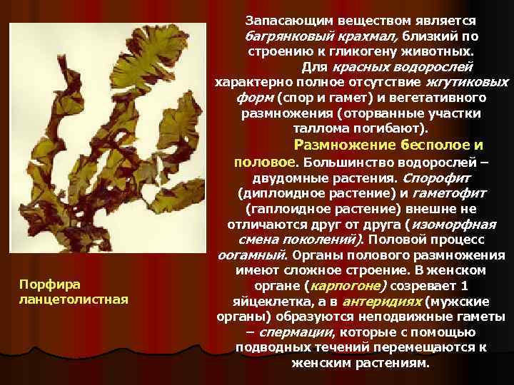 Признаки красных водорослей. Порфира таллом. Строение красных водорослей. Красные водоросли характеристика. Отдел красные водоросли строение.