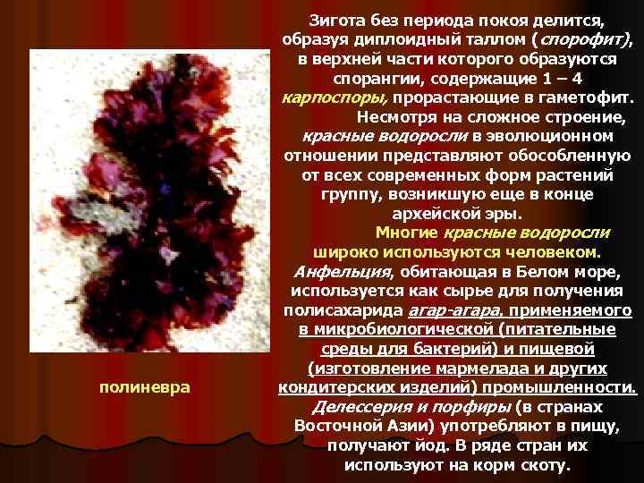 полиневра Зигота без периода покоя делится, образуя диплоидный таллом (спорофит), в верхней части которого