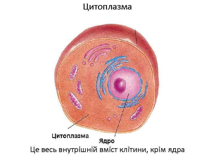 Цитоплазма рисунок строение