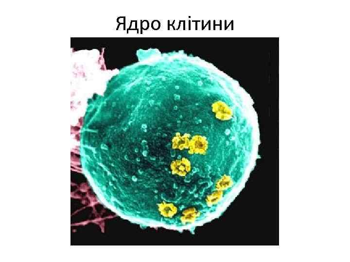 Ядро клітини 