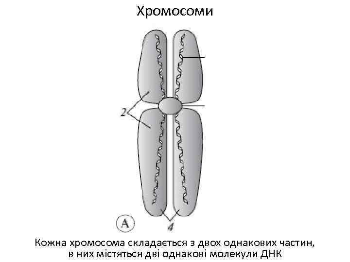 Хромосоми Кожна хромосома складається з двох однакових частин, в них містяться дві однакові молекули