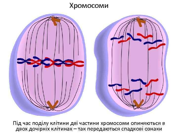 Хромосоми Під час поділу клітини дві частини хромосоми опиняються в двох дочірніх клітинах –
