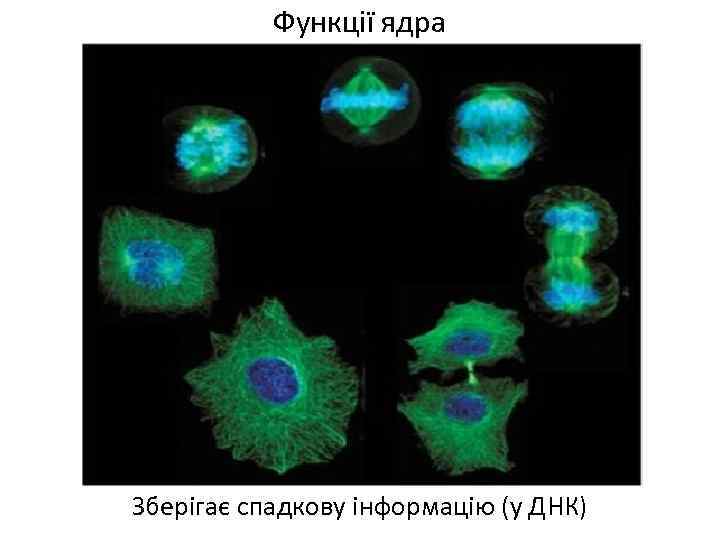 Функції ядра Зберігає спадкову інформацію (у ДНК) 