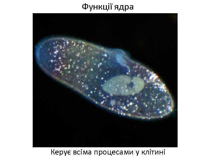 Функції ядра Керує всіма процесами у клітині 