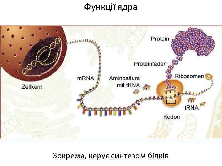 Функції ядра Зокрема, керує синтезом білків 