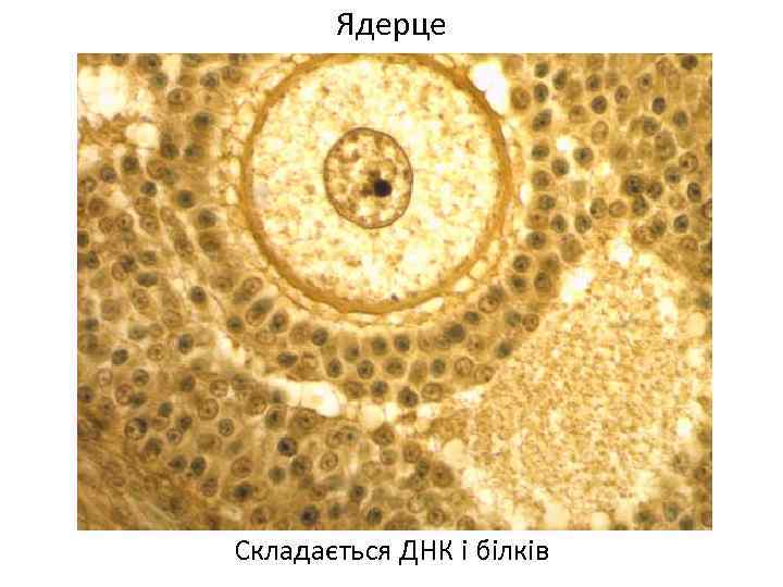 Ядерце Складається ДНК і білків 