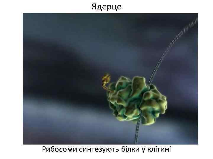 Ядерце Рибосоми синтезують білки у клітині 