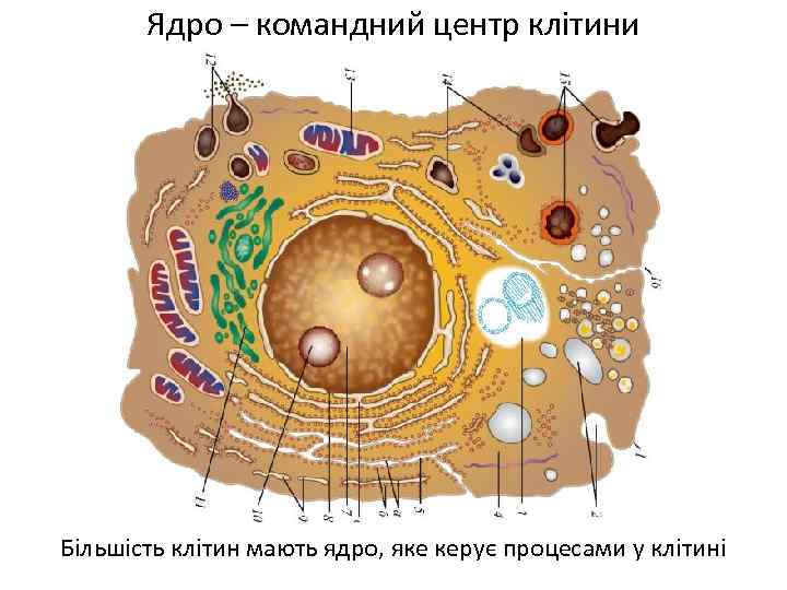 Ядро – командний центр клітини Більшість клітин мають ядро, яке керує процесами у клітині