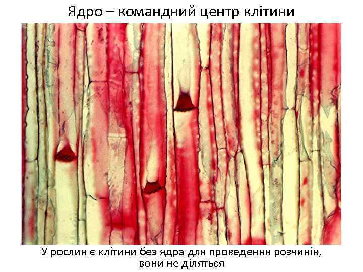 Ядро – командний центр клітини У рослин є клітини без ядра для проведення розчинів,