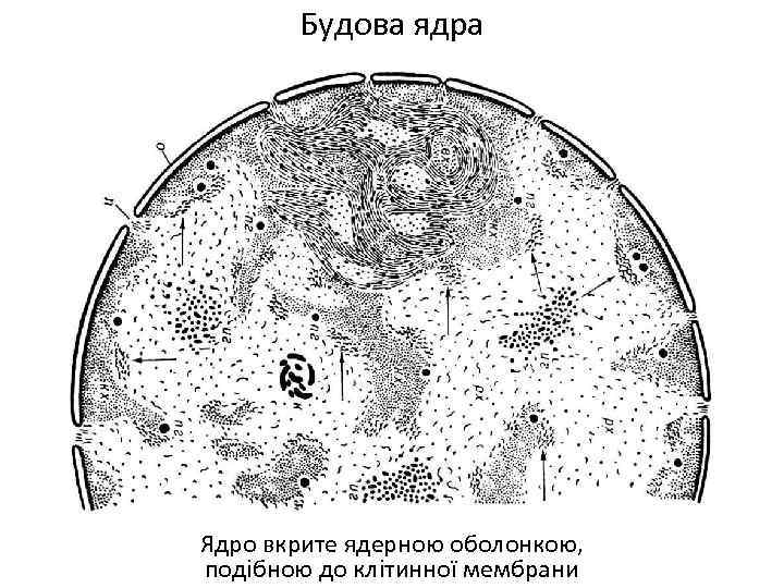 Будова ядра Ядро вкрите ядерною оболонкою, подібною до клітинної мембрани 