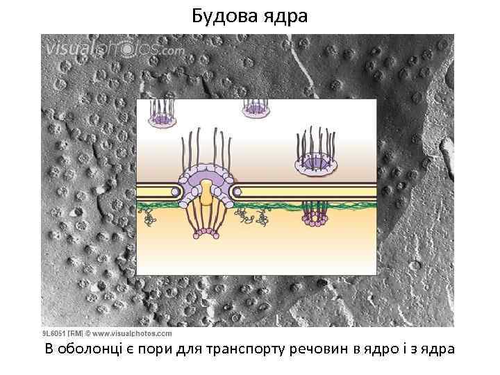 Будова ядра В оболонці є пори для транспорту речовин в ядро і з ядра